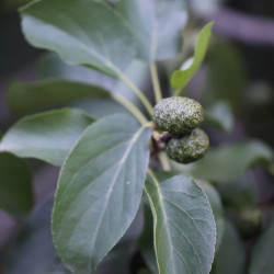 Alnus cordata