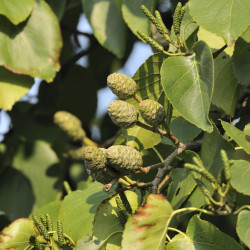 Alnus cordata