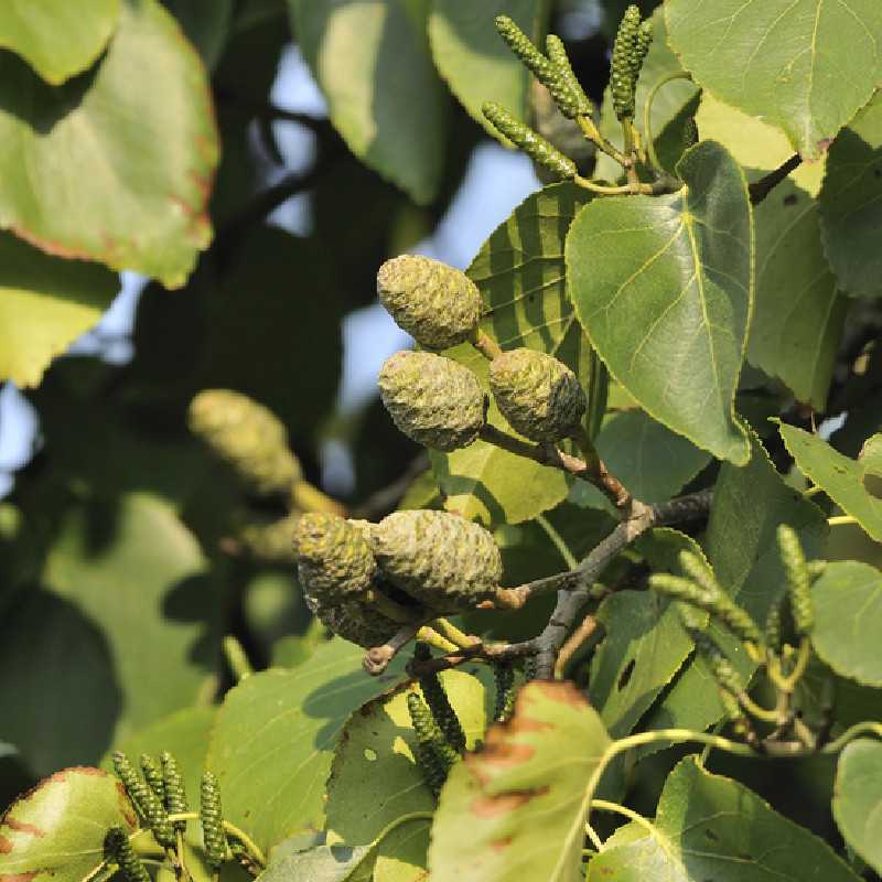 Alnus cordata