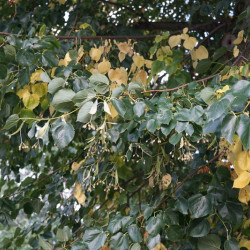 Alnus cordata