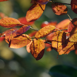 Amelanchier canadensis ‘October Flame‘