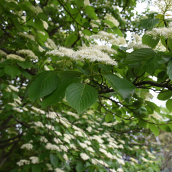 Cornus controversa