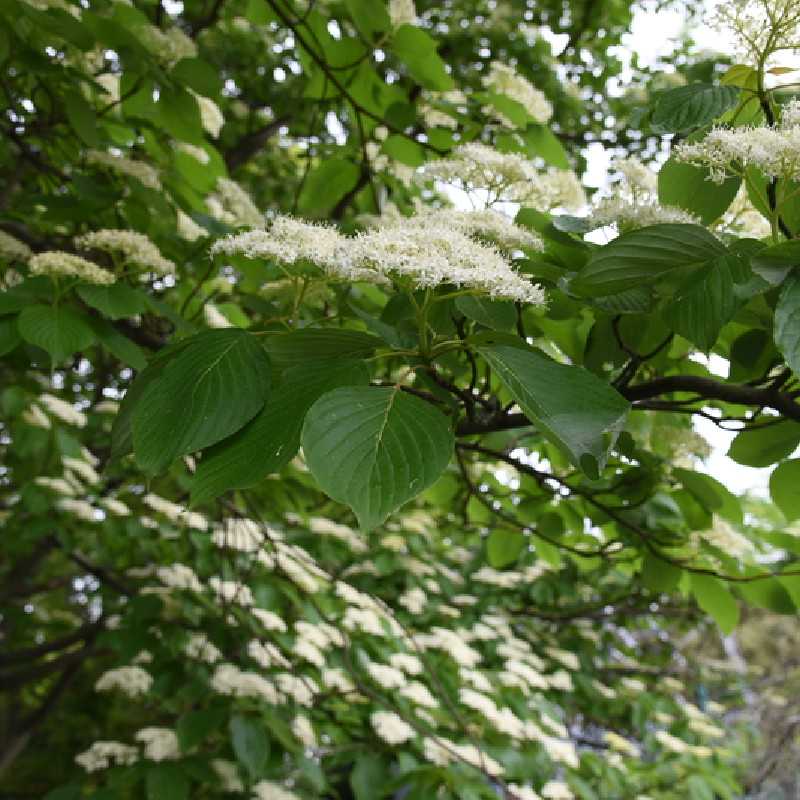 Cornus controversa