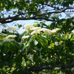 Cornus controversa