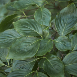 Cornus controversa