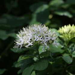 Cornus controversa