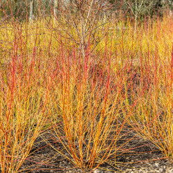 Cornus sanguinea Anny's Winter Orange