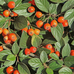 Cotoneaster franchetii