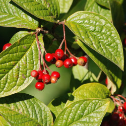 Cotoneaster lacteus