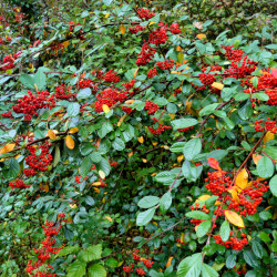 Cotoneaster lacteus