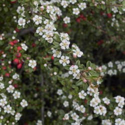 Cotoneaster microphyllus Streibs Findling