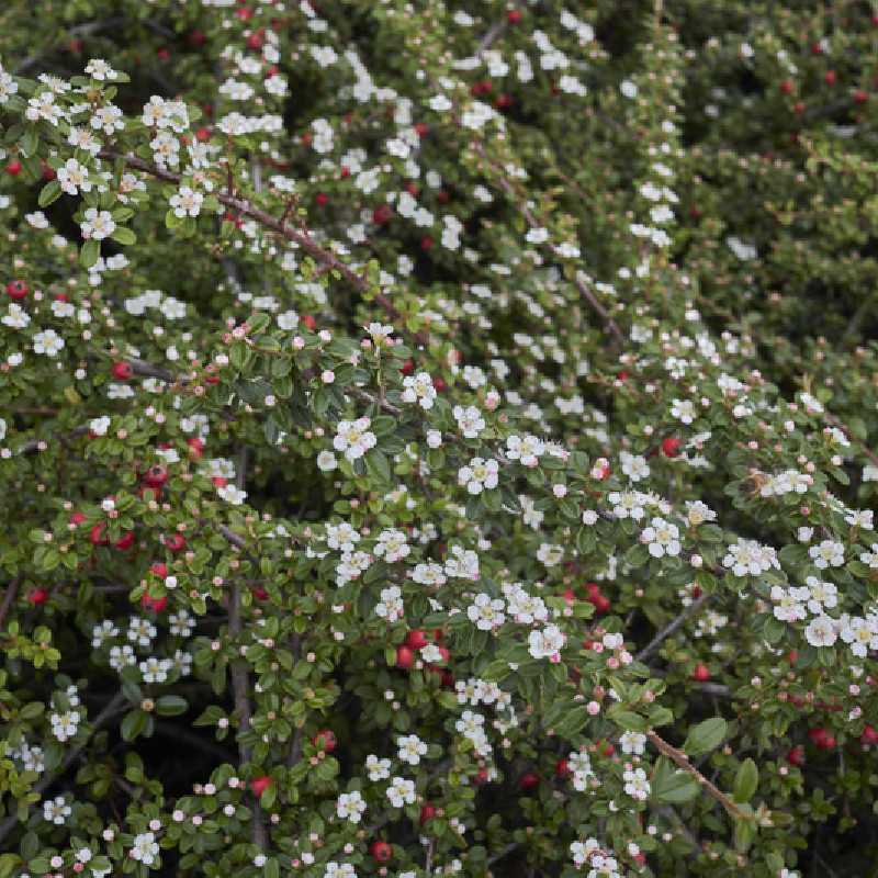 Cotoneaster microphyllus Streibs Findling