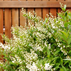 Deutzia gracilis