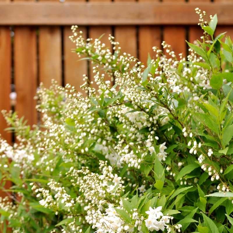 Deutzia gracilis