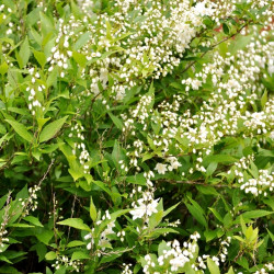 Deutzia gracilis