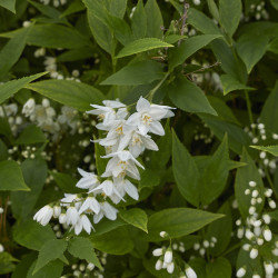 Deutzia gracilis