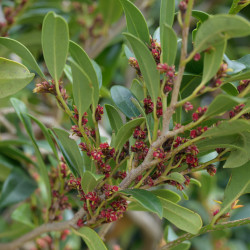 Distylium myricoides ‘Vintage Jade‘