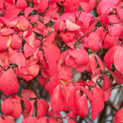 Euonymus alatus
