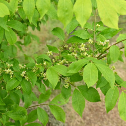 Euonymus alatus