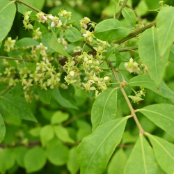 Euonymus alatus