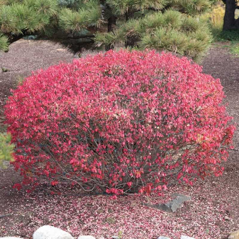 Euonymus alatus
