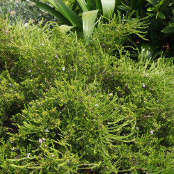 Diosma hirsuta Pink Foutain