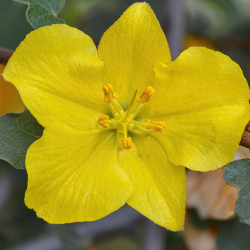 Fremontodendron ‘California Glory‘