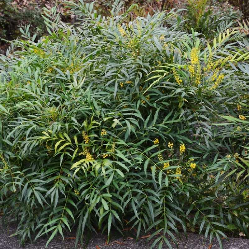 Mahonia ‘Soft Caress’