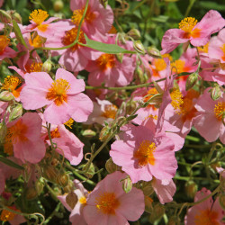 Helianthemum ‘Lawrenson's Pink’