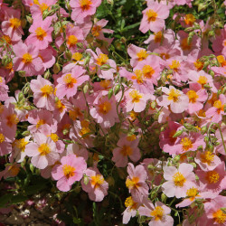 Helianthemum ‘Lawrenson's Pink’