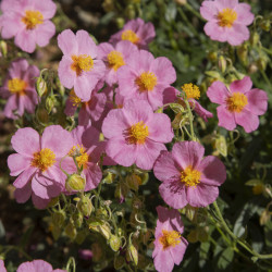 Helianthemum ‘Lawrenson's Pink’