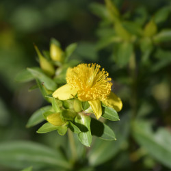 Hypericum kalmianum 'Gemo' - Millepertuis de kalmian