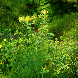 Hypericum kalmianum 'Gemo' - Millepertuis de kalmian