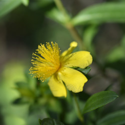 Hypericum kalmianum 'Gemo' - Millepertuis de kalmian