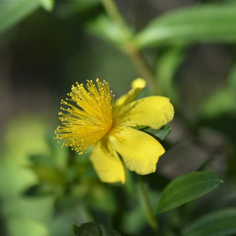 Hypericum kalmianum 'Gemo' - Millepertuis de kalmian
