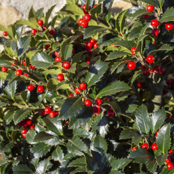 Ilex aquifolium ‘Alaska’