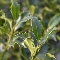 Ilex aquifolium ‘Alaska’