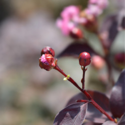 Lagerstroemia indica Rhapsody in Blue