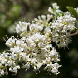 Ligustrum japonicum 'Texanum' - Troène du Texas