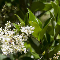 Ligustrum japonicum 'Texanum' - Troène du Texas
