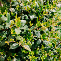 Ligustrum japonicum 'Texanum' - Troène du Texas