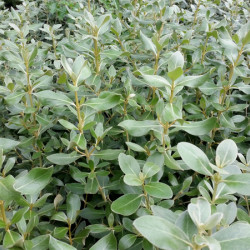 Olearia traversii