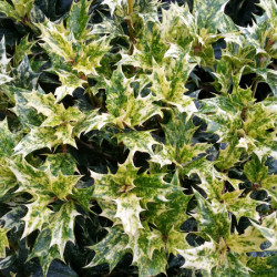 Osmanthus heterophyllus ‘Goshiki’