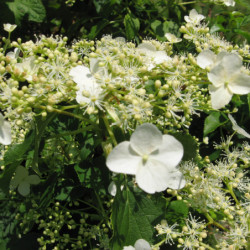 Hydrangea anomala petiolaris