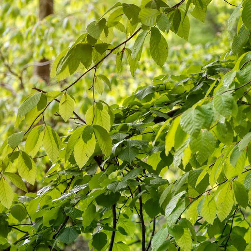 Fagus orientalis ‘Iskander’