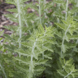 Perovskia atripliciflora ‘Blue Spire’