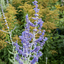 Perovskia atripliciflora ‘Blue Spire’