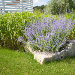 Perovskia atripliciflora ‘Blue Spire’