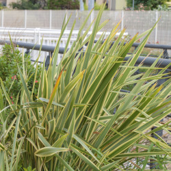 Phormium tenax 'Golden Ray' - Lin de Nouvelle-Zélande