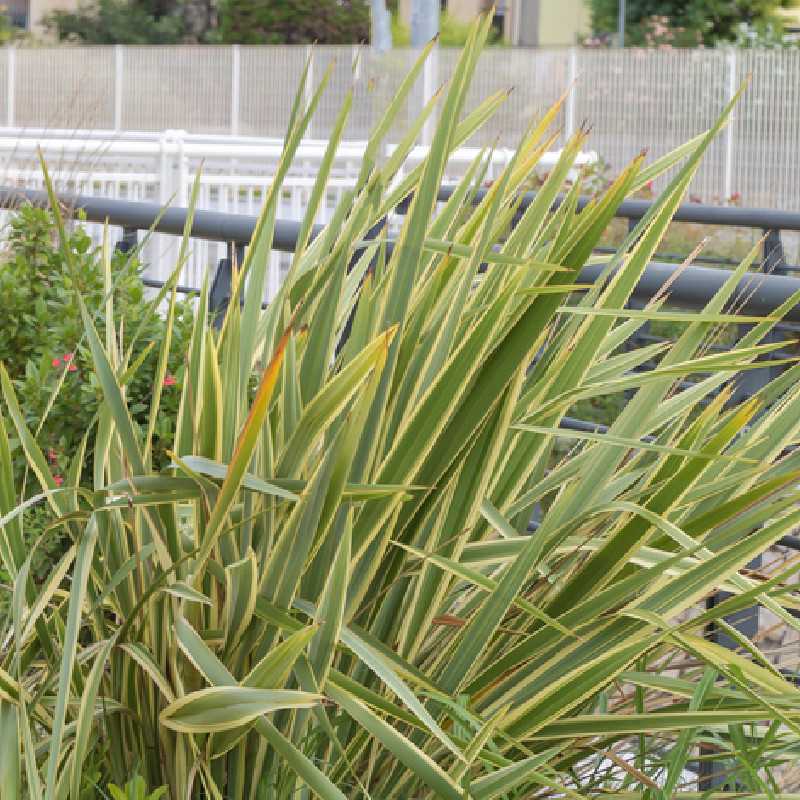 Phormium tenax 'Golden Ray' - Lin de Nouvelle-Zélande